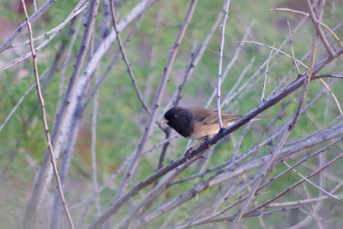 vinterjunko (oreganus gr.) - ML649675980