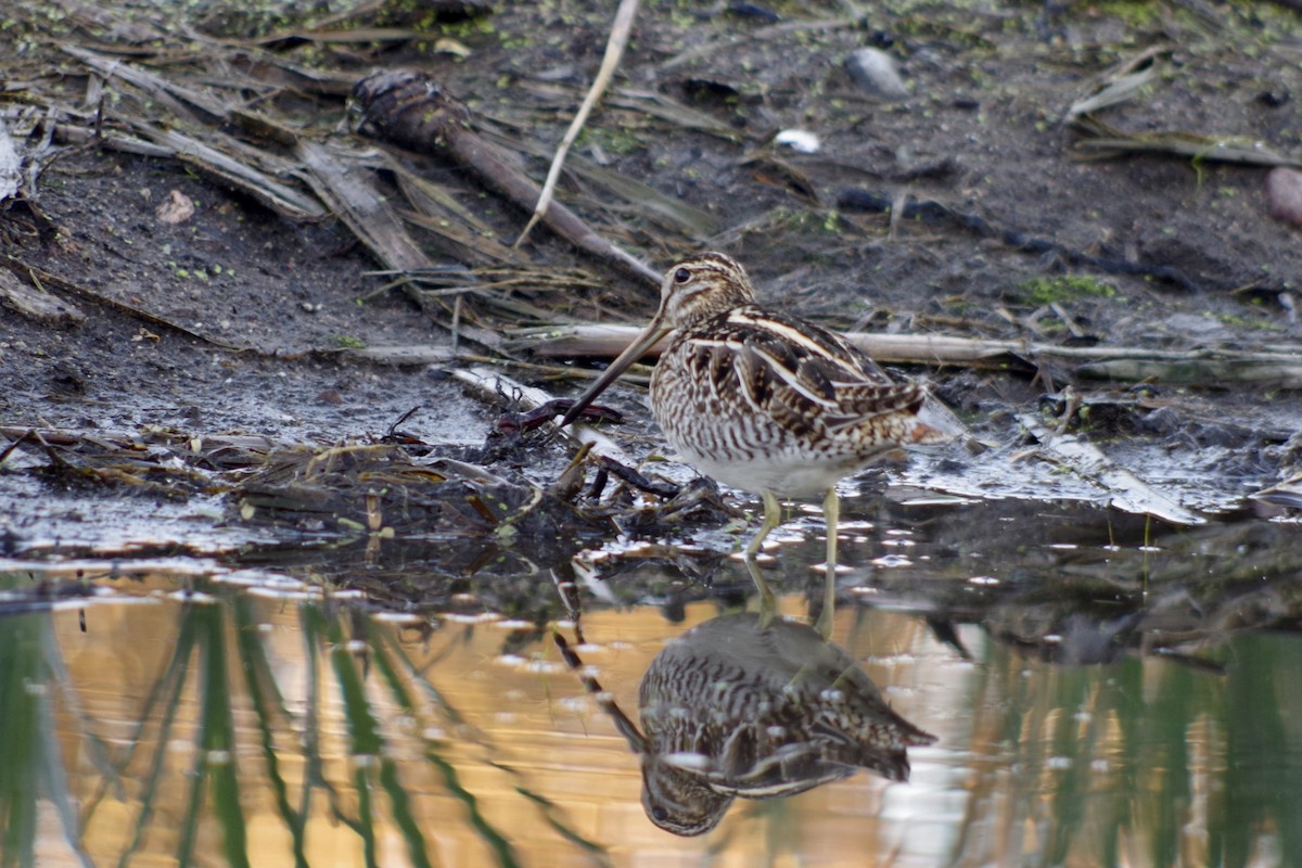 kanadabekkasin - ML649675994