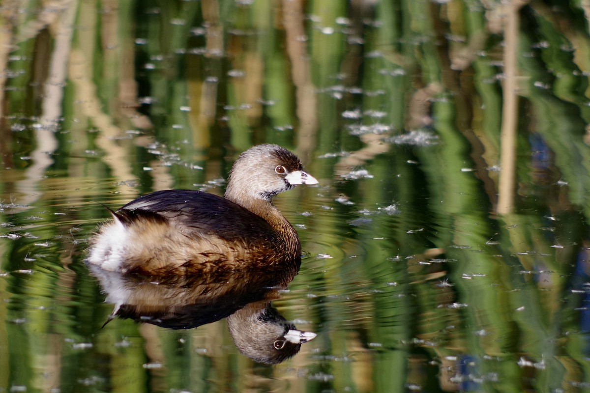 ringnebbdykker - ML649676005