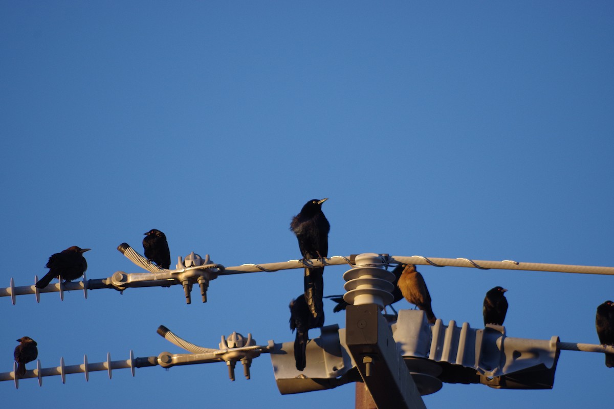 storstjerttrupial - ML649676027