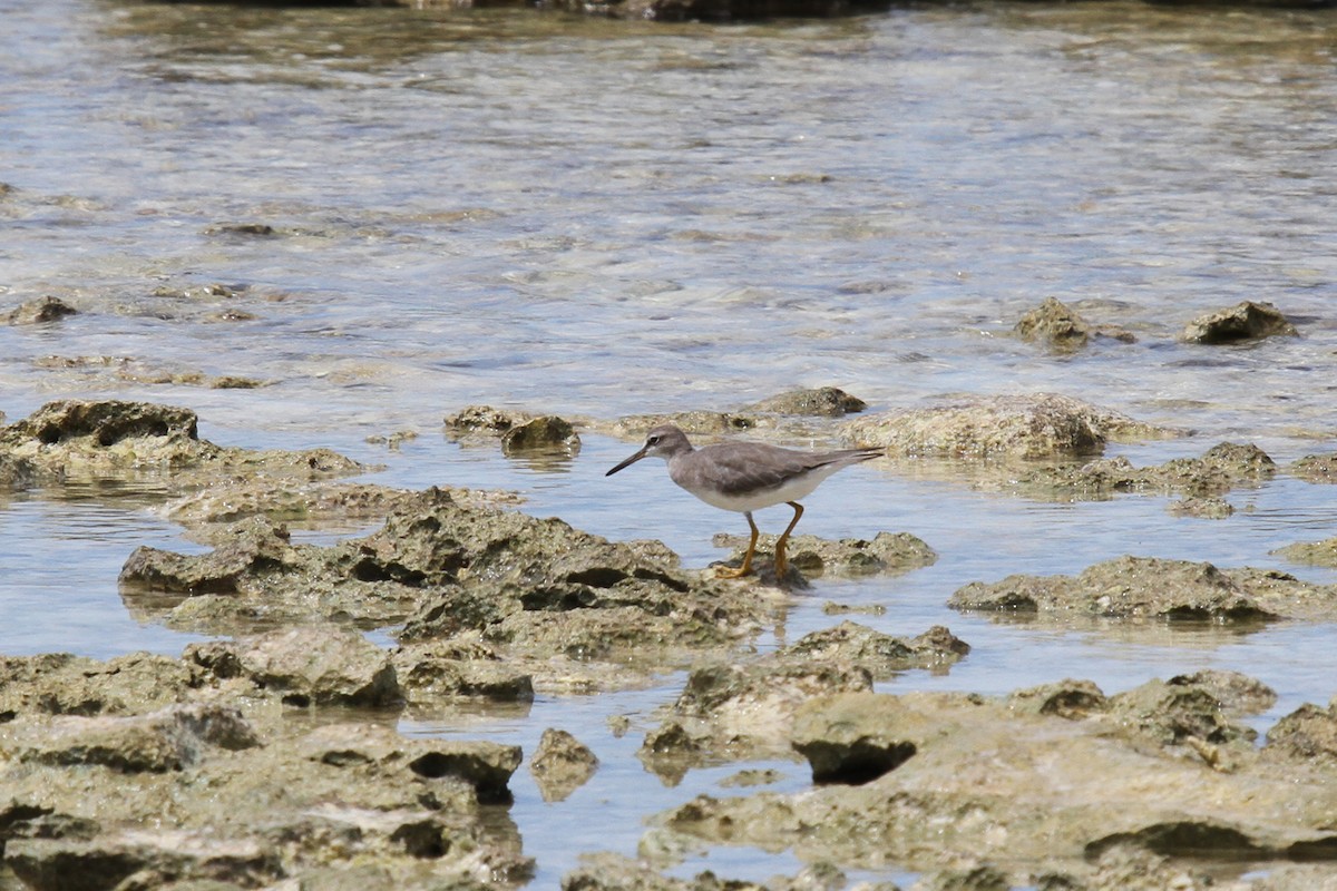 Gray-tailed Tattler - ML64967631