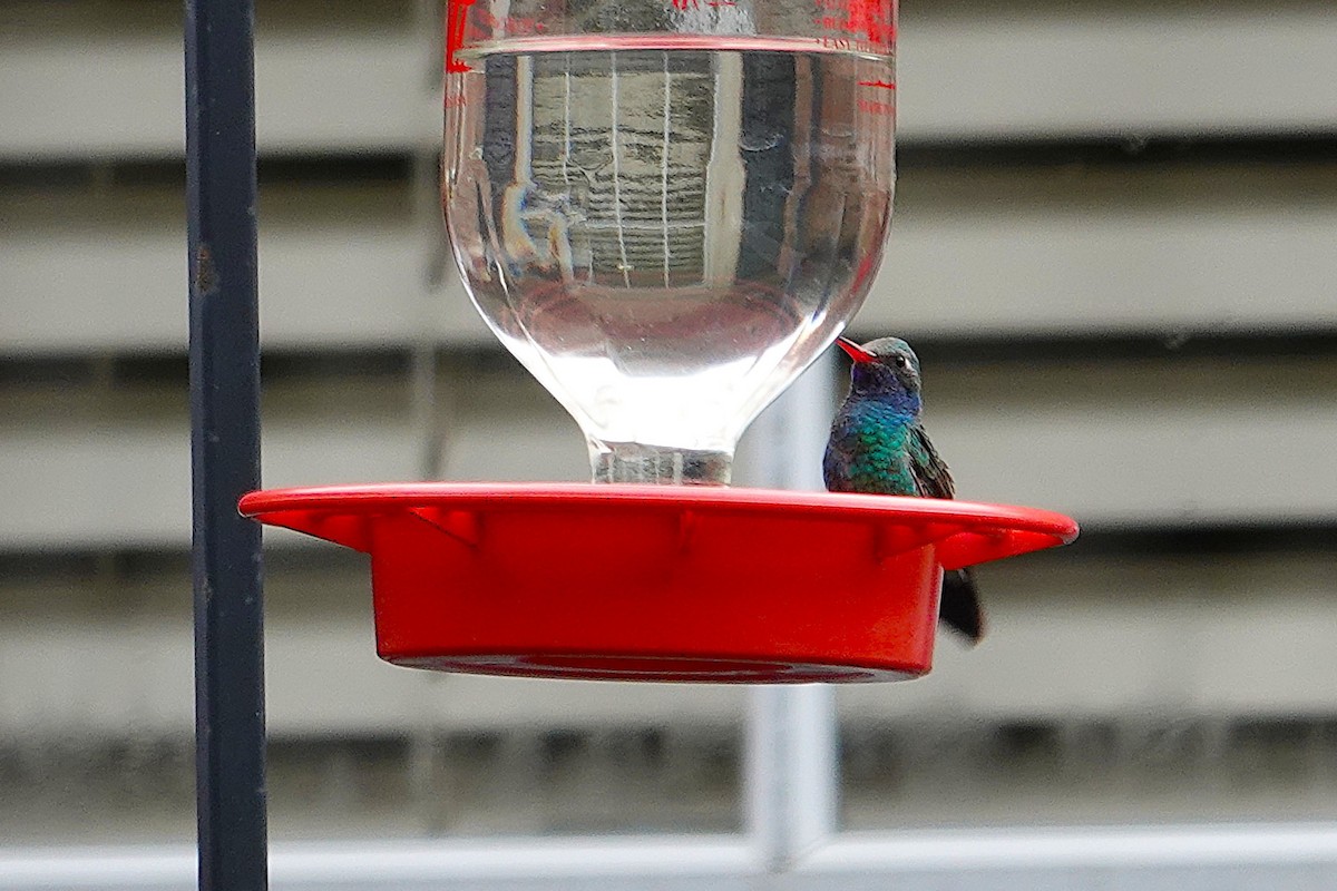 eBird Checklist - 26 Jan 2026 - Bay Pointe neighborhood (Broad-Billed ...