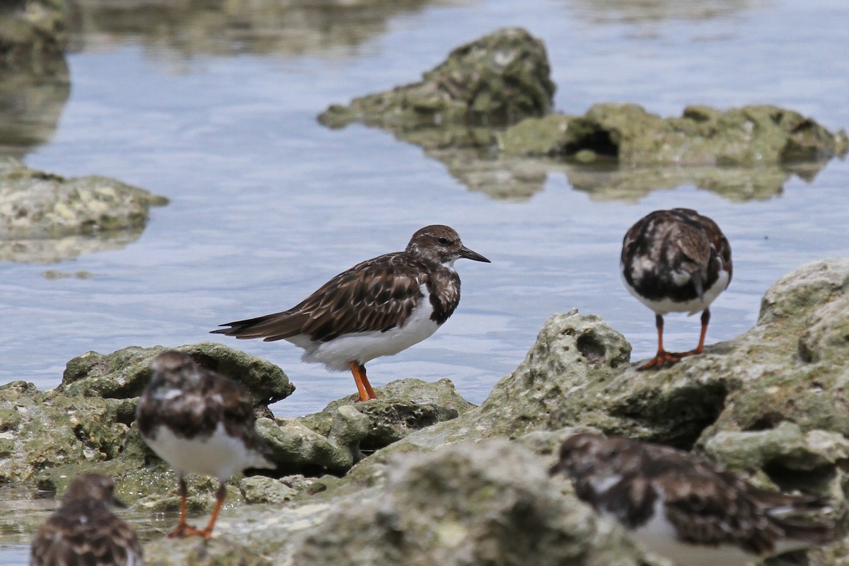 Ruddy Turnstone - ML64967651