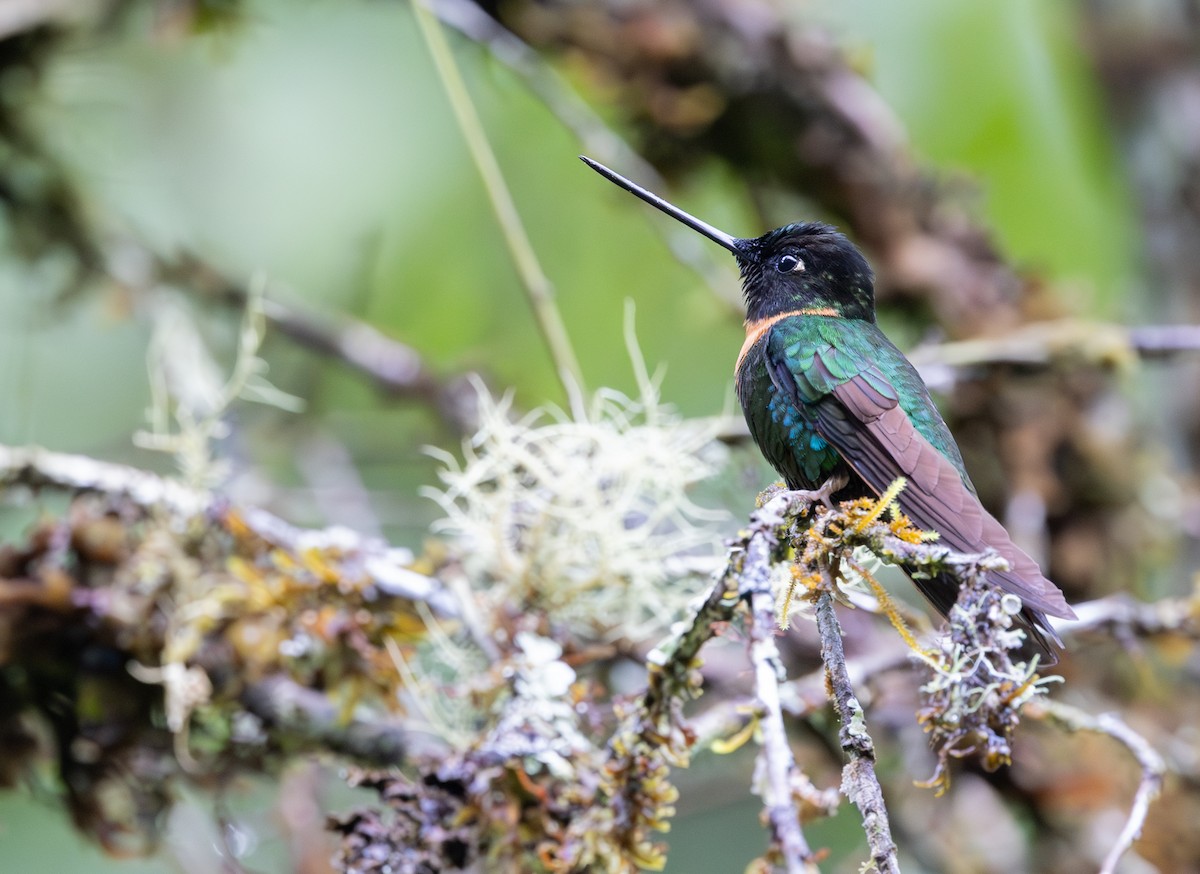 Gould's Inca - ML649676599