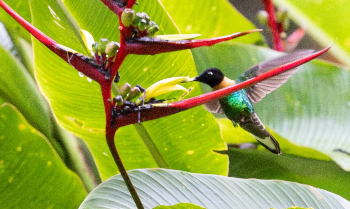 Gould's Inca - ML649676600