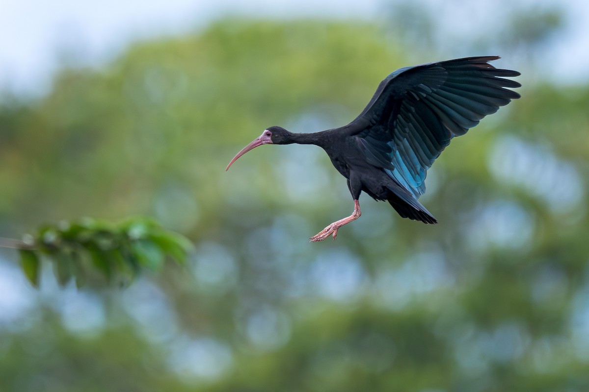 Nacktzügelibis - ML649676873