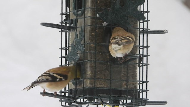 Goldzeisig - ML649676912