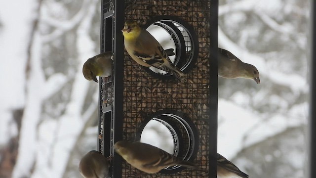 Goldzeisig - ML649676914