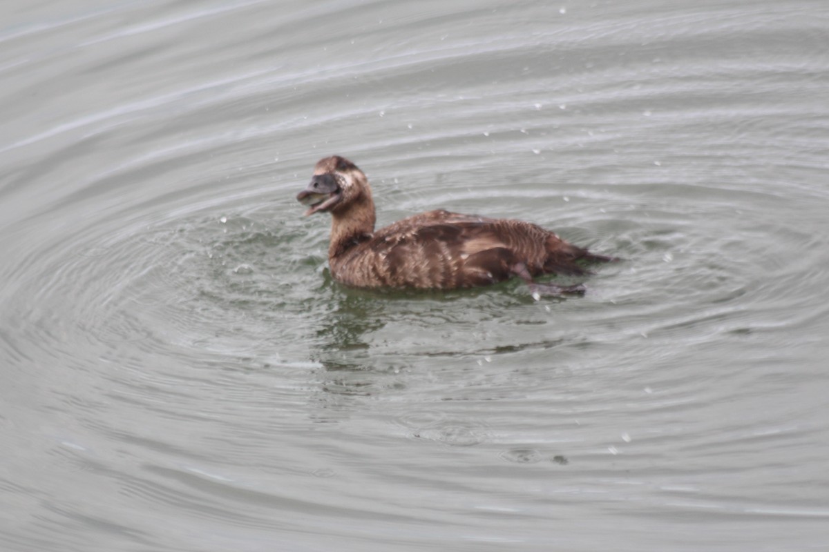Surf Scoter - ML649677937