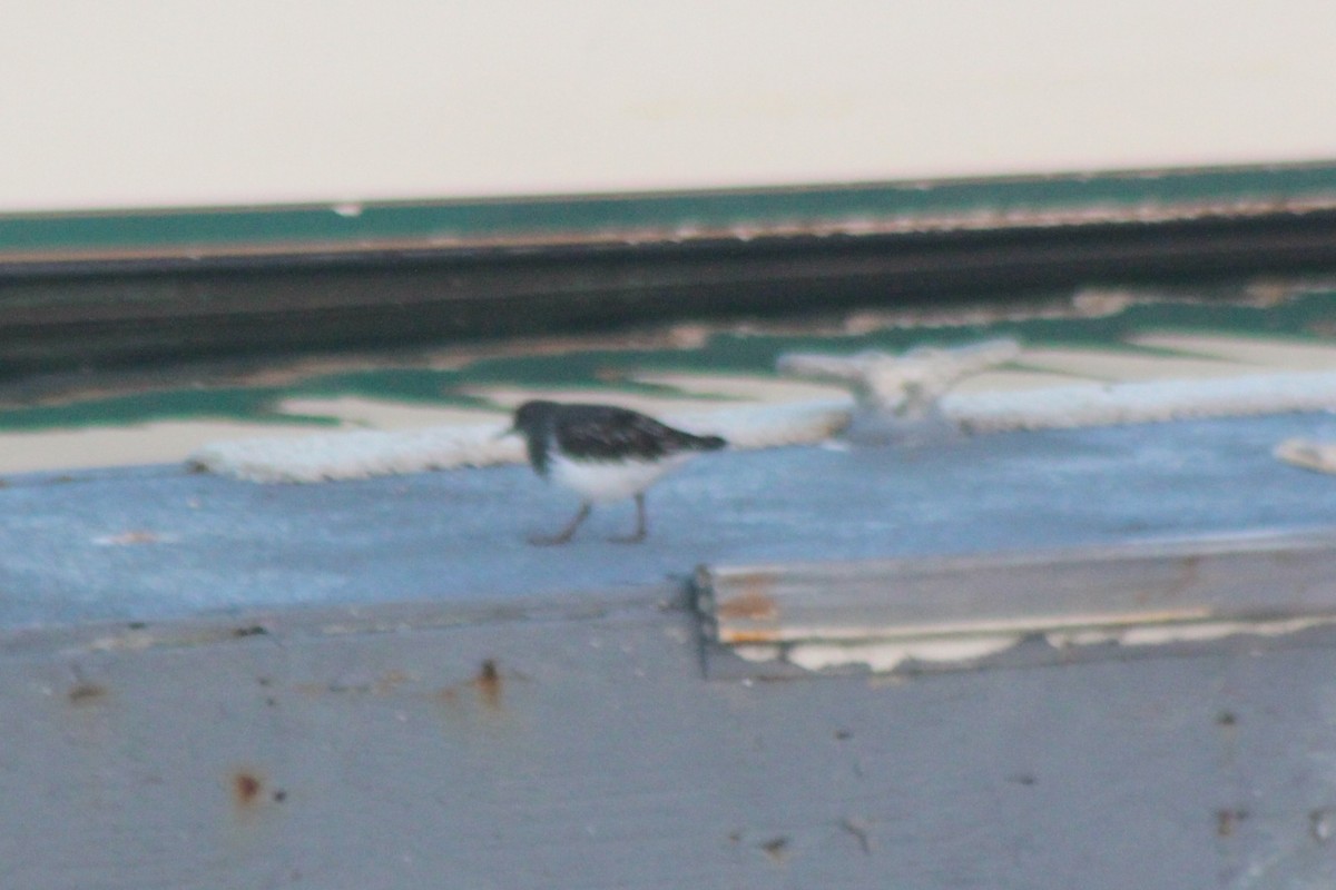 Black Turnstone - ML649677996