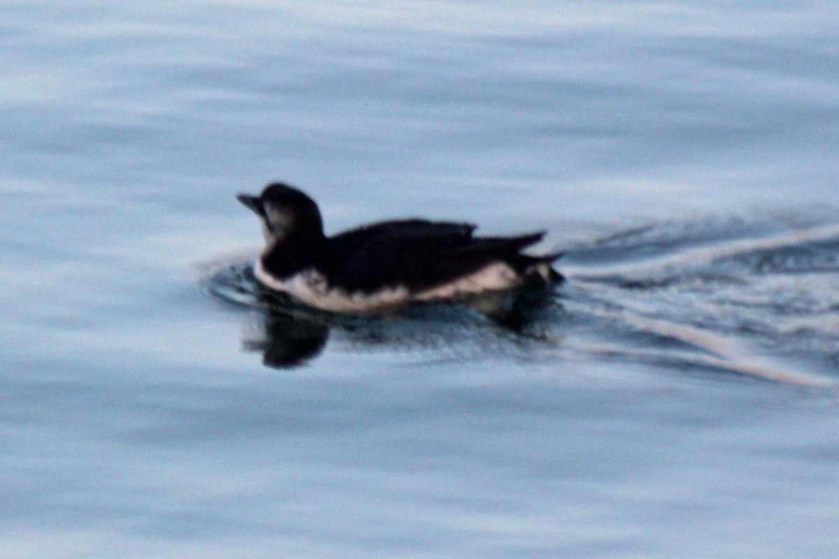 Common Murre - ML649678004