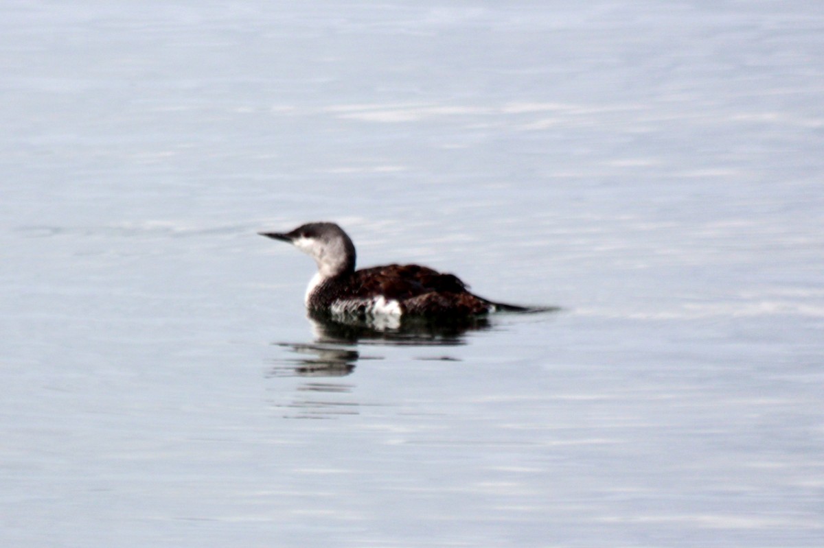 Red-throated Loon - ML649678019