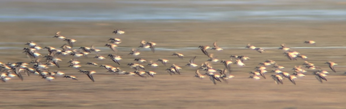 eBird Checklist - 20 Jan 2026 - Everglades NP--Snake Bight Trail - 38 ...