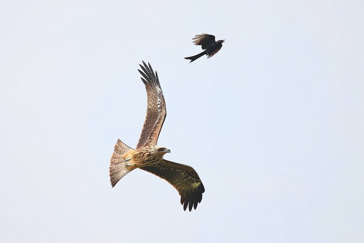 Black Kite - Robert Chiang