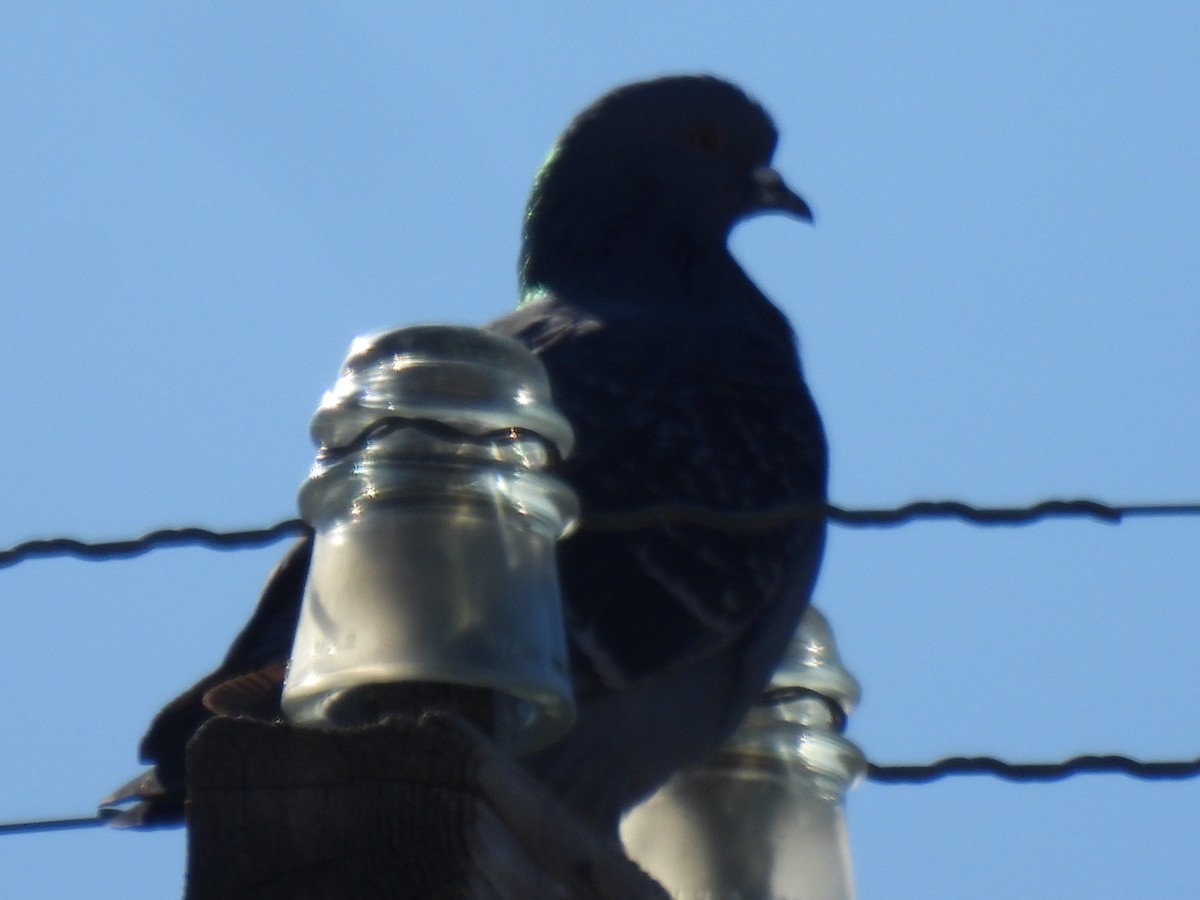 holub skalní (domácí) - ML649679297