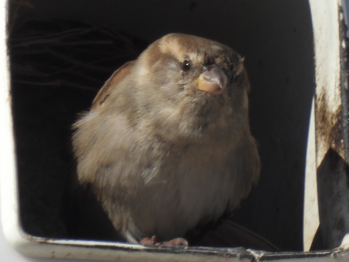 vrabec domácí - ML649679307