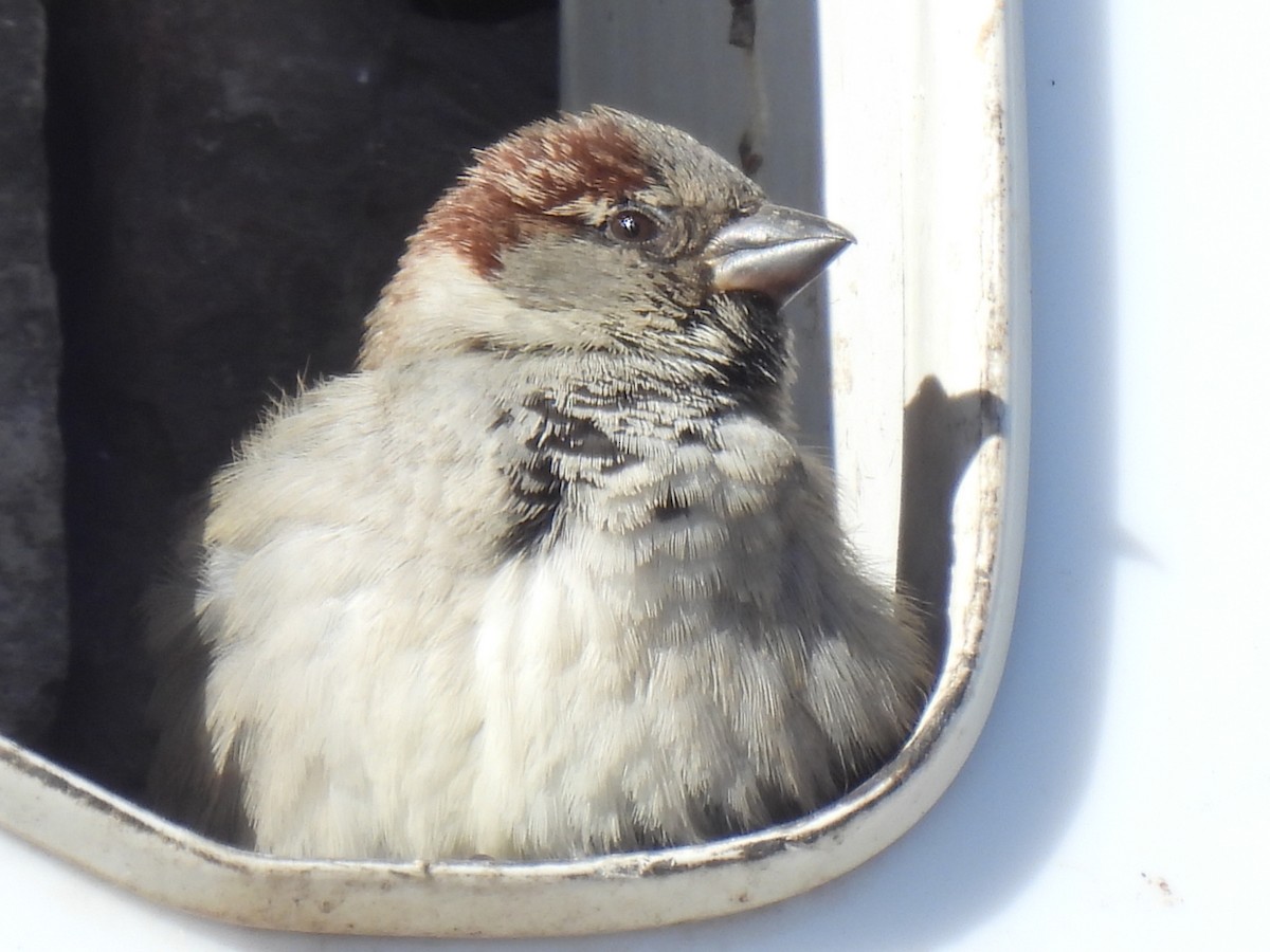 vrabec domácí - ML649679315