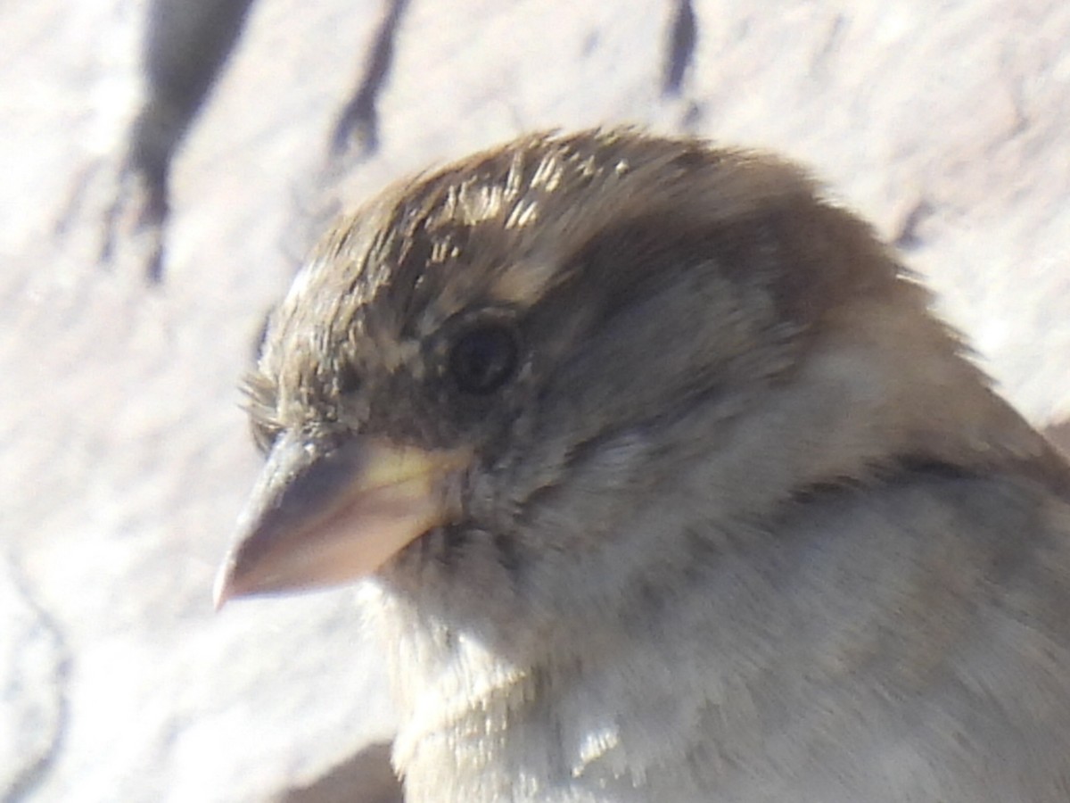 vrabec domácí - ML649679326