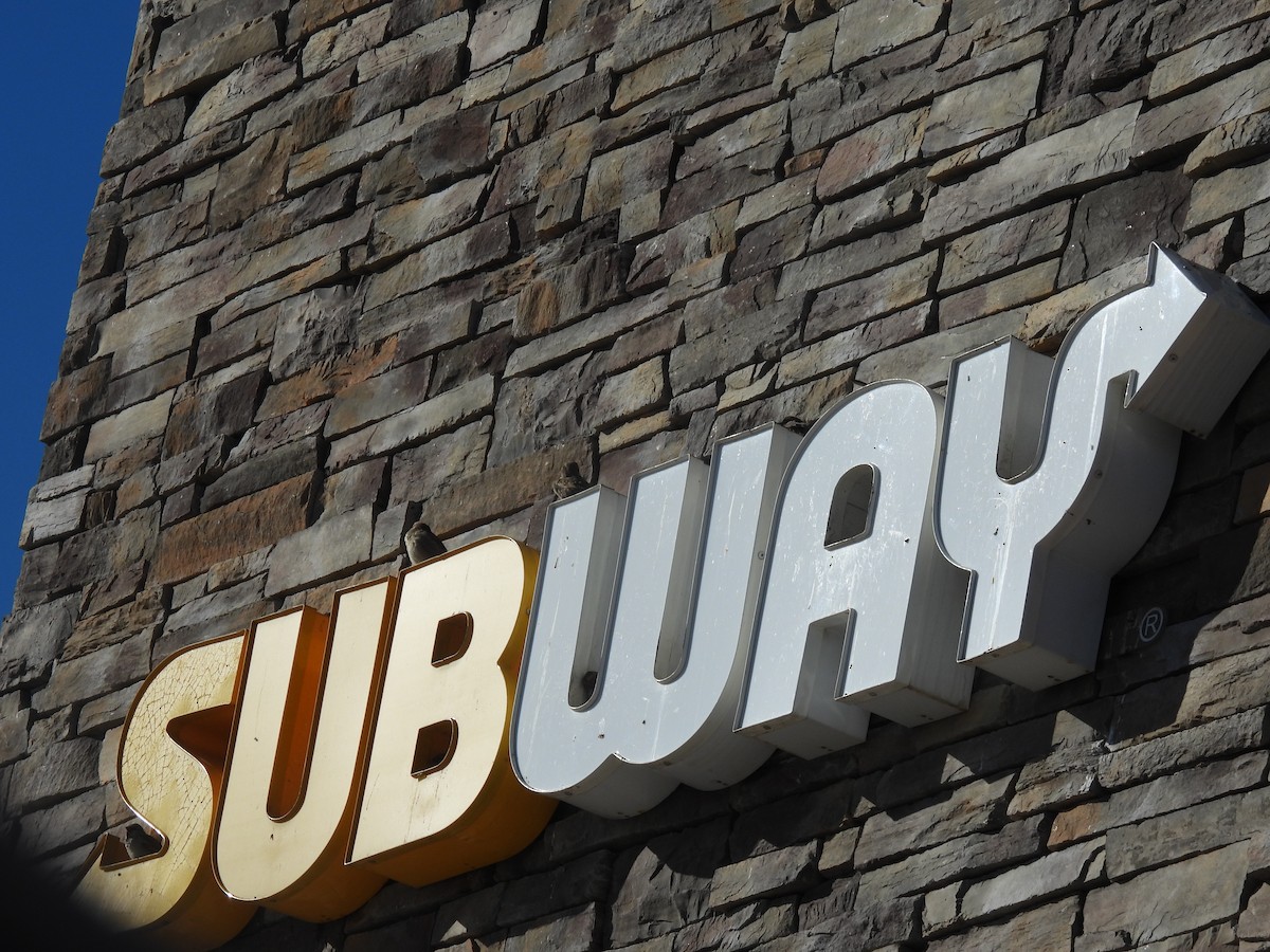 vrabec domácí - ML649679586