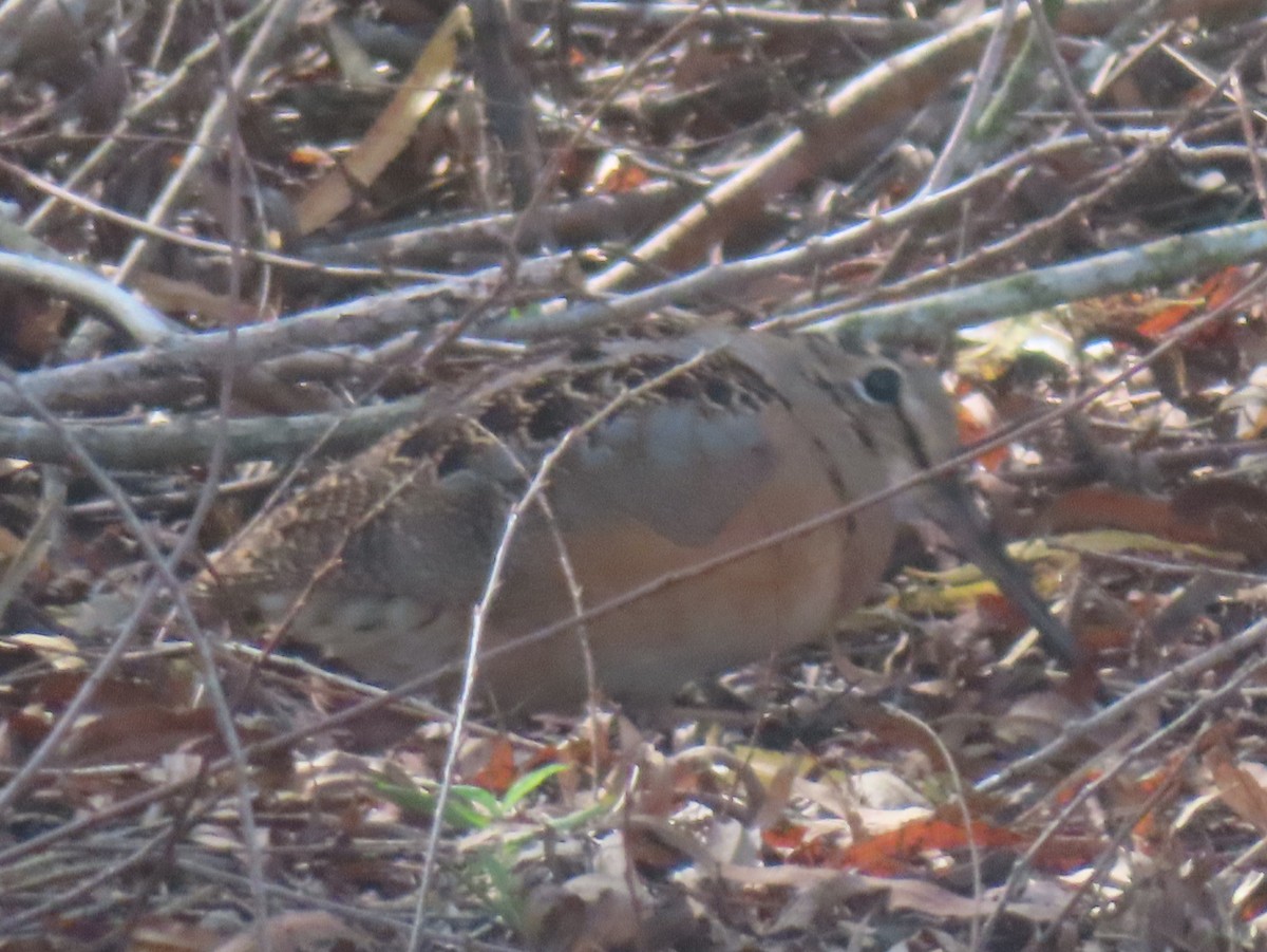 American Woodcock - ML649680923