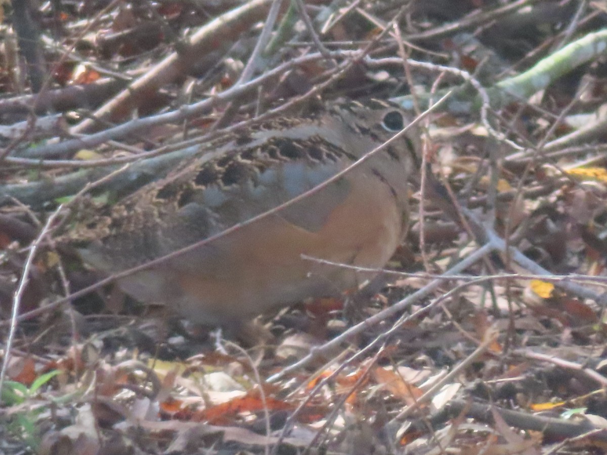 American Woodcock - ML649680924