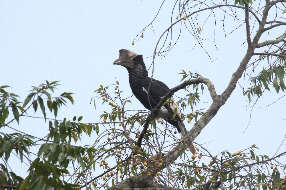 Black-and-white-casqued Hornbill - ML64968101