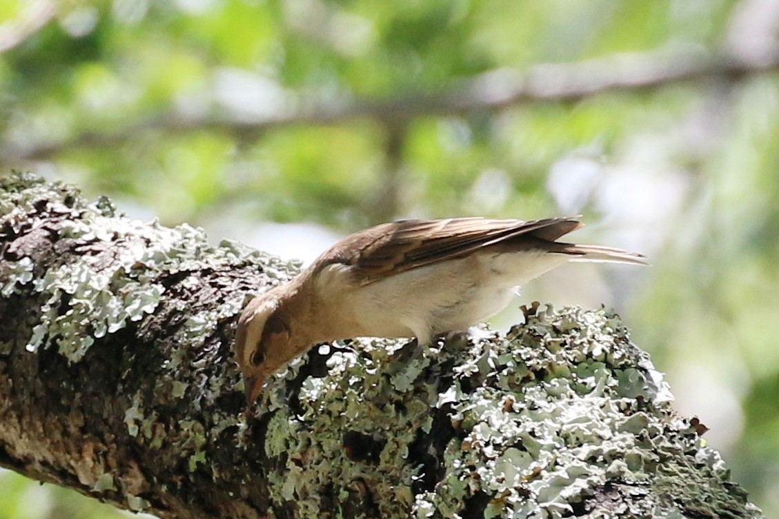 Moineau bridé - ML649681306