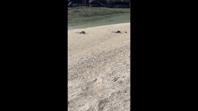 動物界 - ML649681875