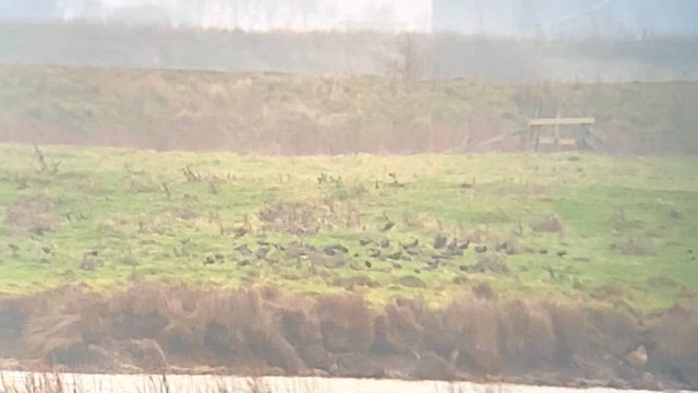 European Starling - ML649682006