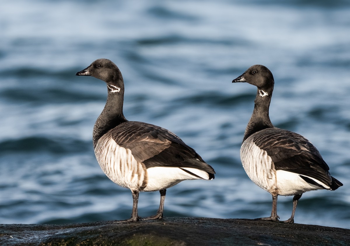 ML649682364 - Brant (Pale-bellied) - Macaulay Library
