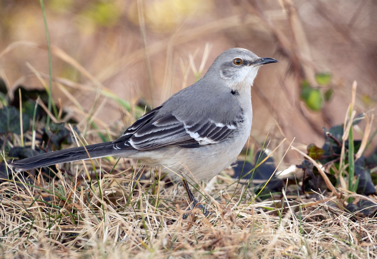 Sinsonte Norteño - ML649682408