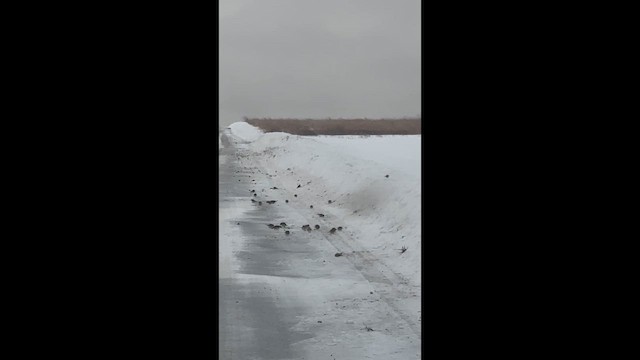 skřivan ouškatý - ML649683198