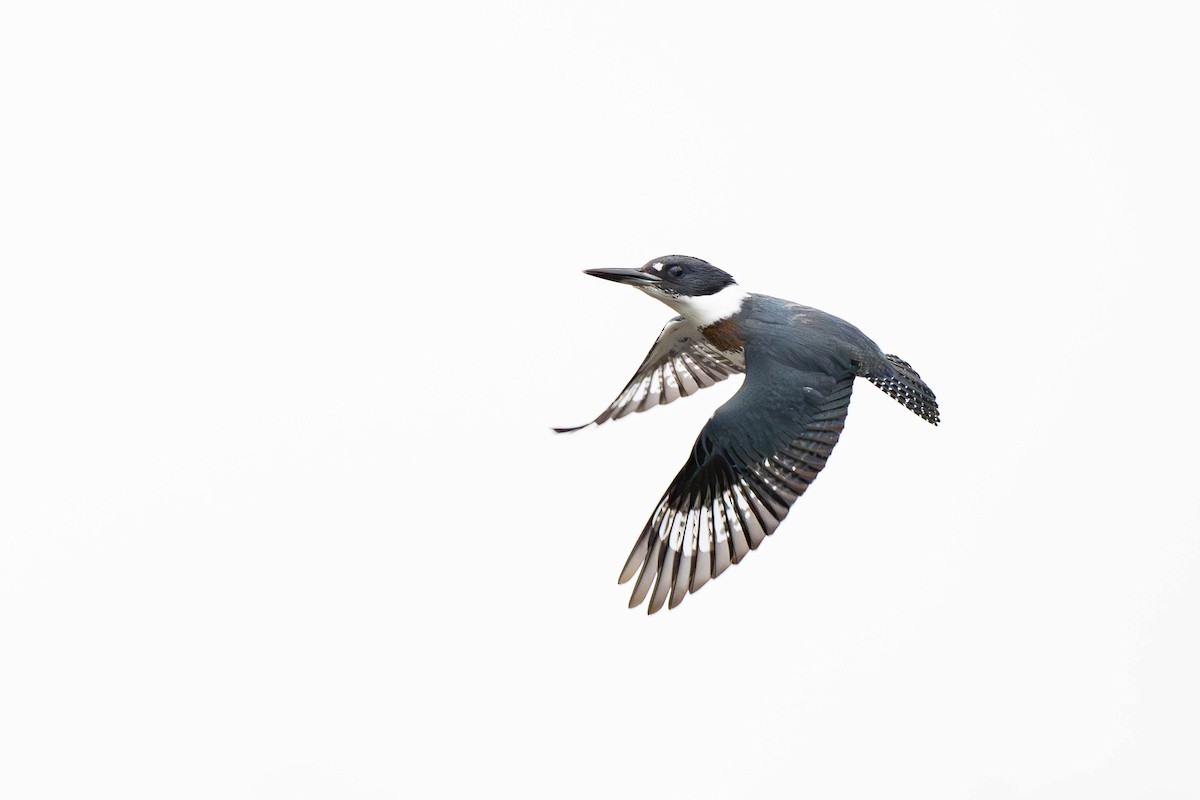 Belted Kingfisher - ML649683522