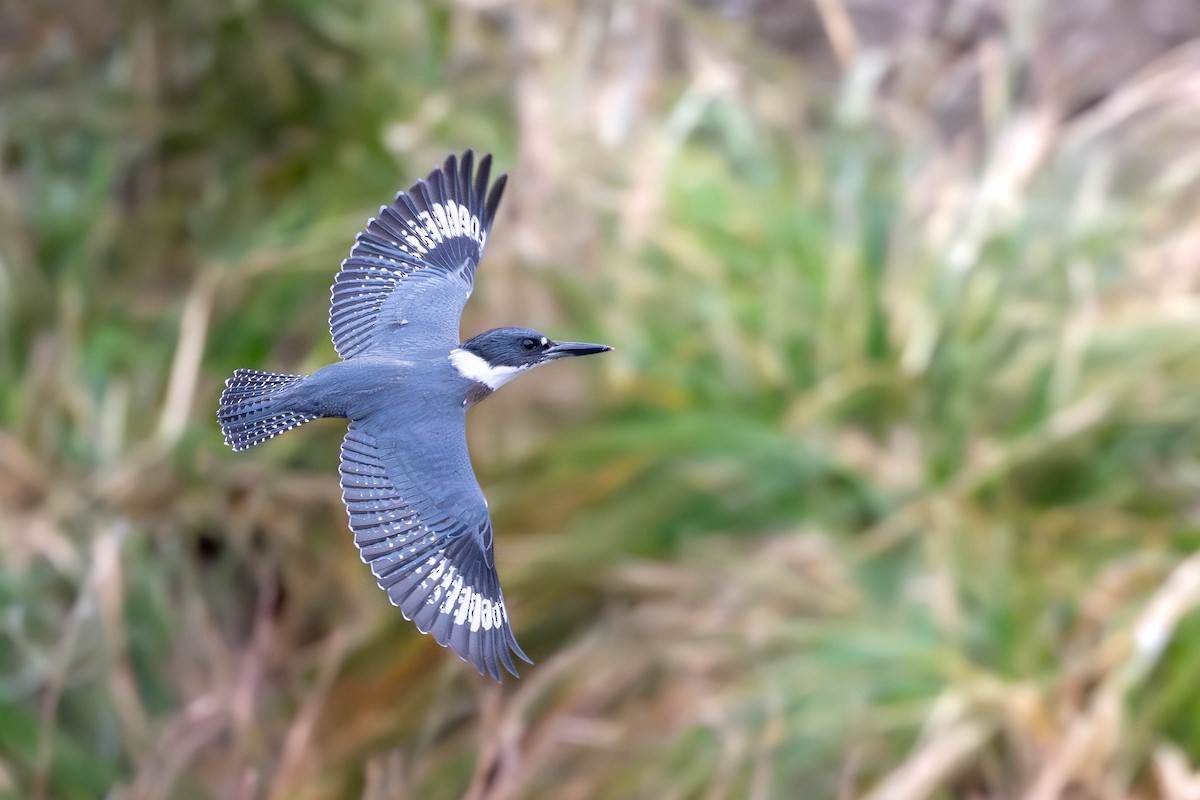 Belted Kingfisher - ML649683525