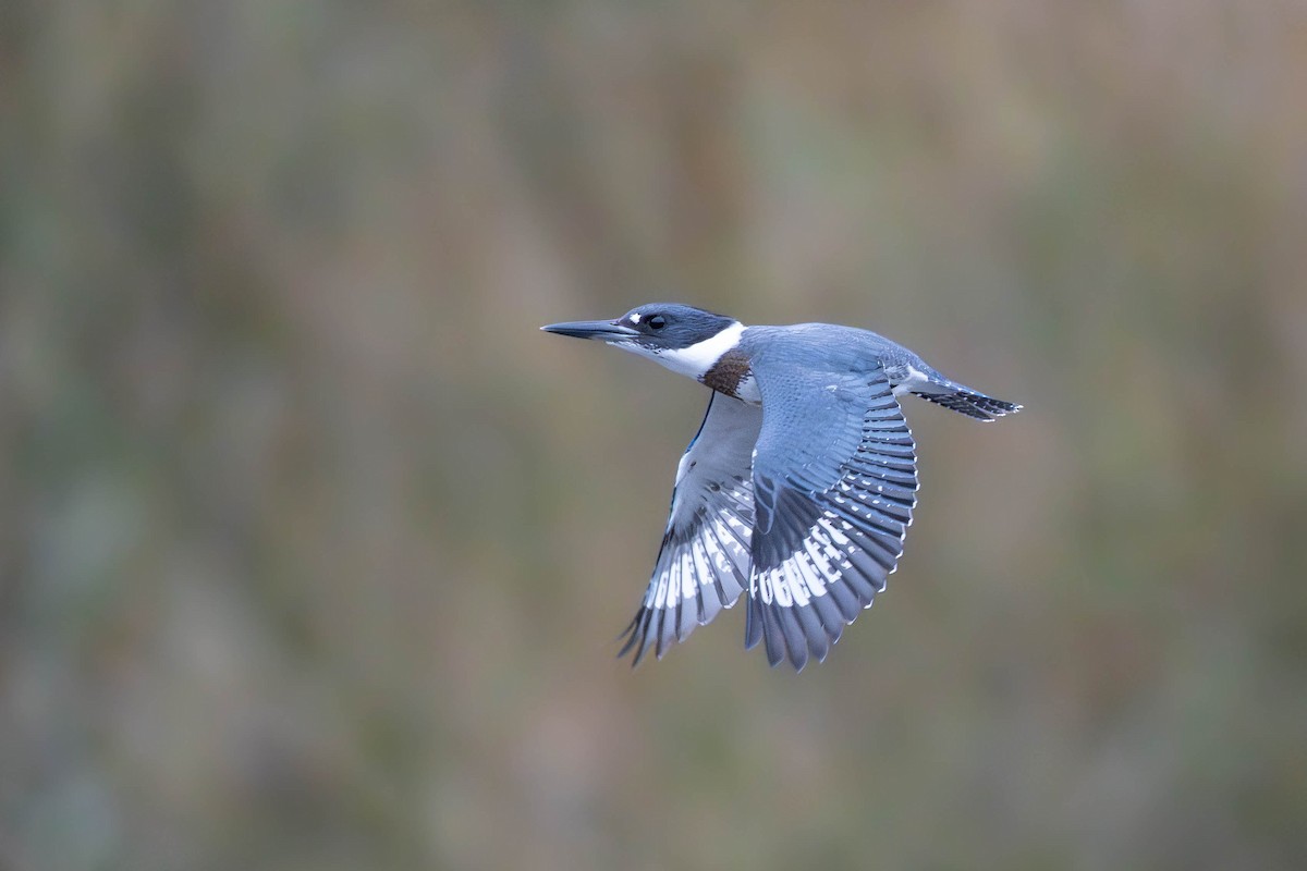Belted Kingfisher - ML649683526