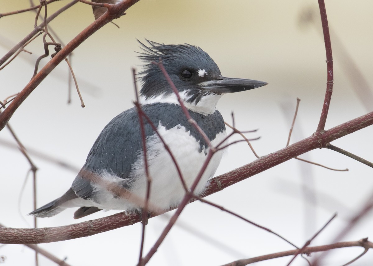 Martín Gigante Norteamericano - ML649683943