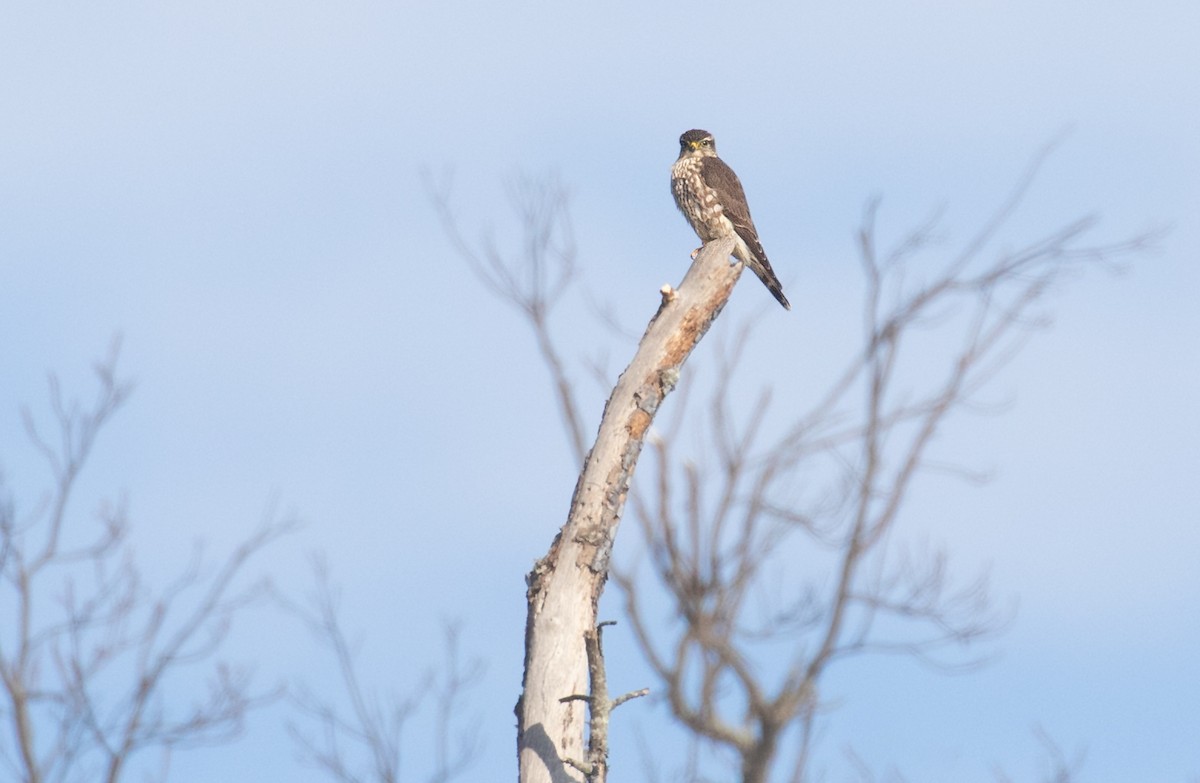 Esmerejón (de la taiga) - ML649683946