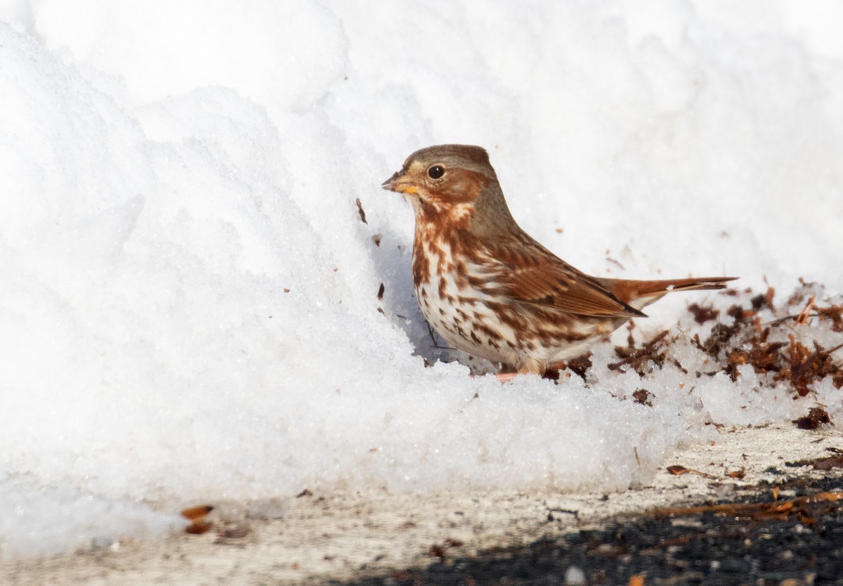 Chingolo Zorruno (iliaca/zaboria) - ML649683957