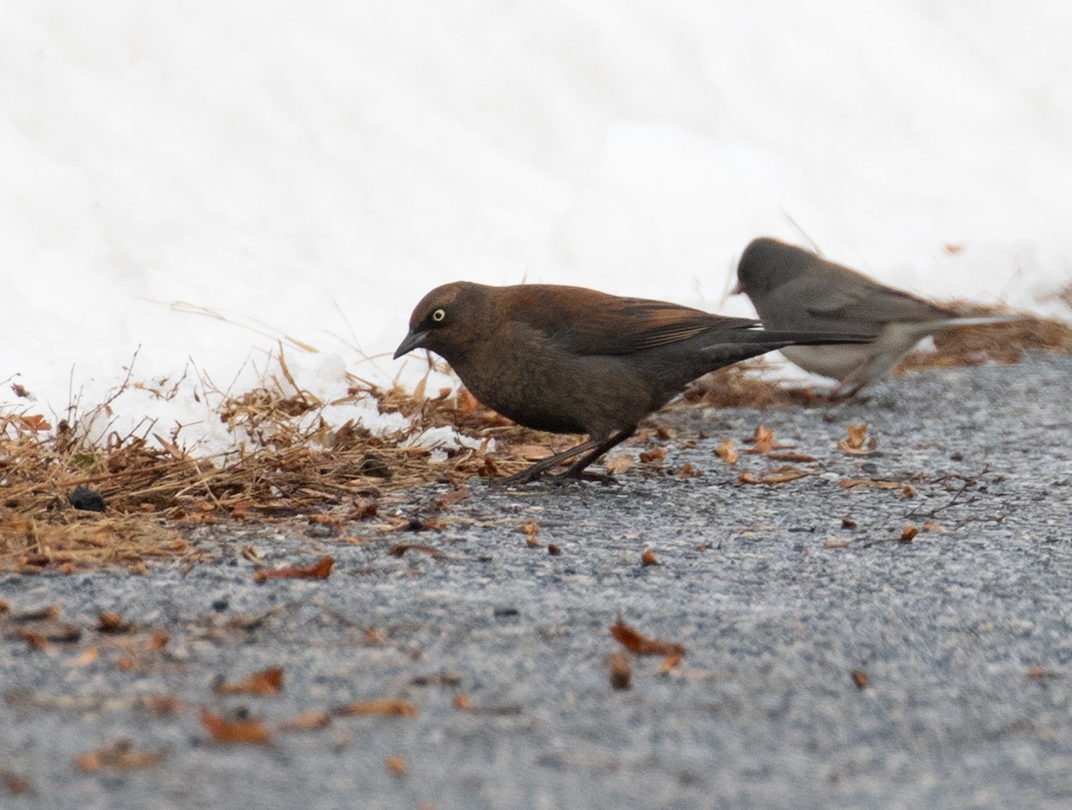 kanadatrupial - ML649683970