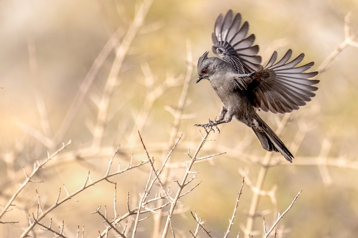 Phainopepla - ML649684000