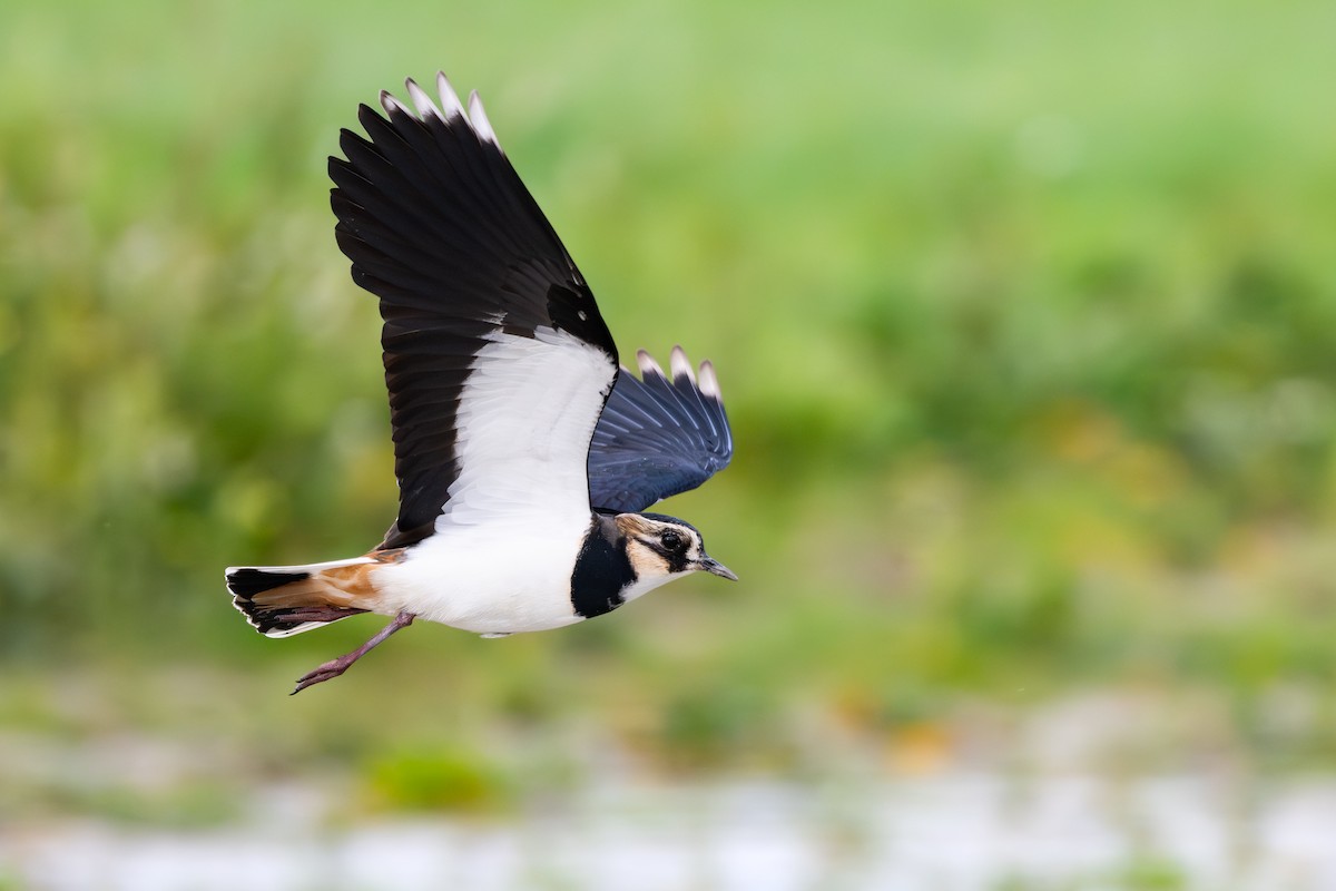 Northern Lapwing - ML649684180