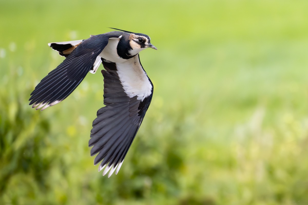 Northern Lapwing - ML649684181