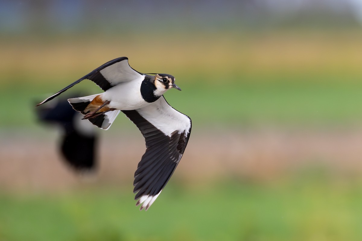 Northern Lapwing - ML649684187