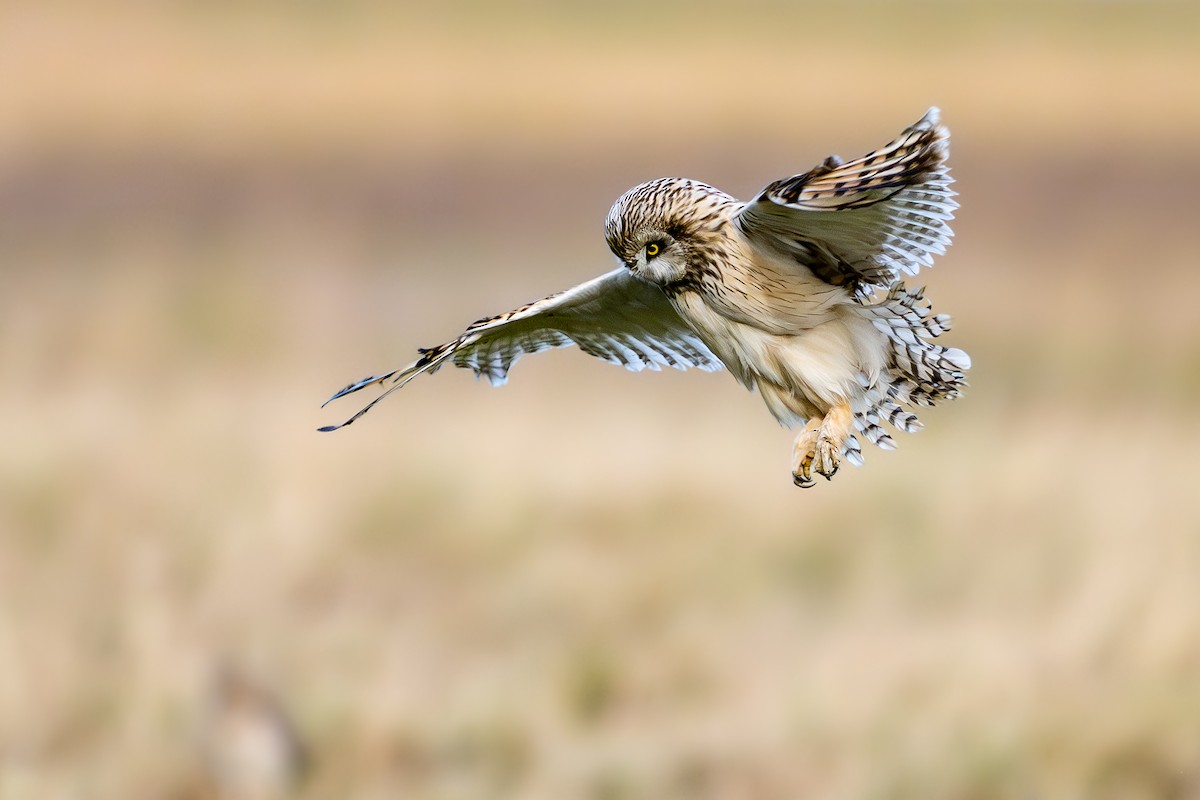 Short-eared Owl - ML649684204