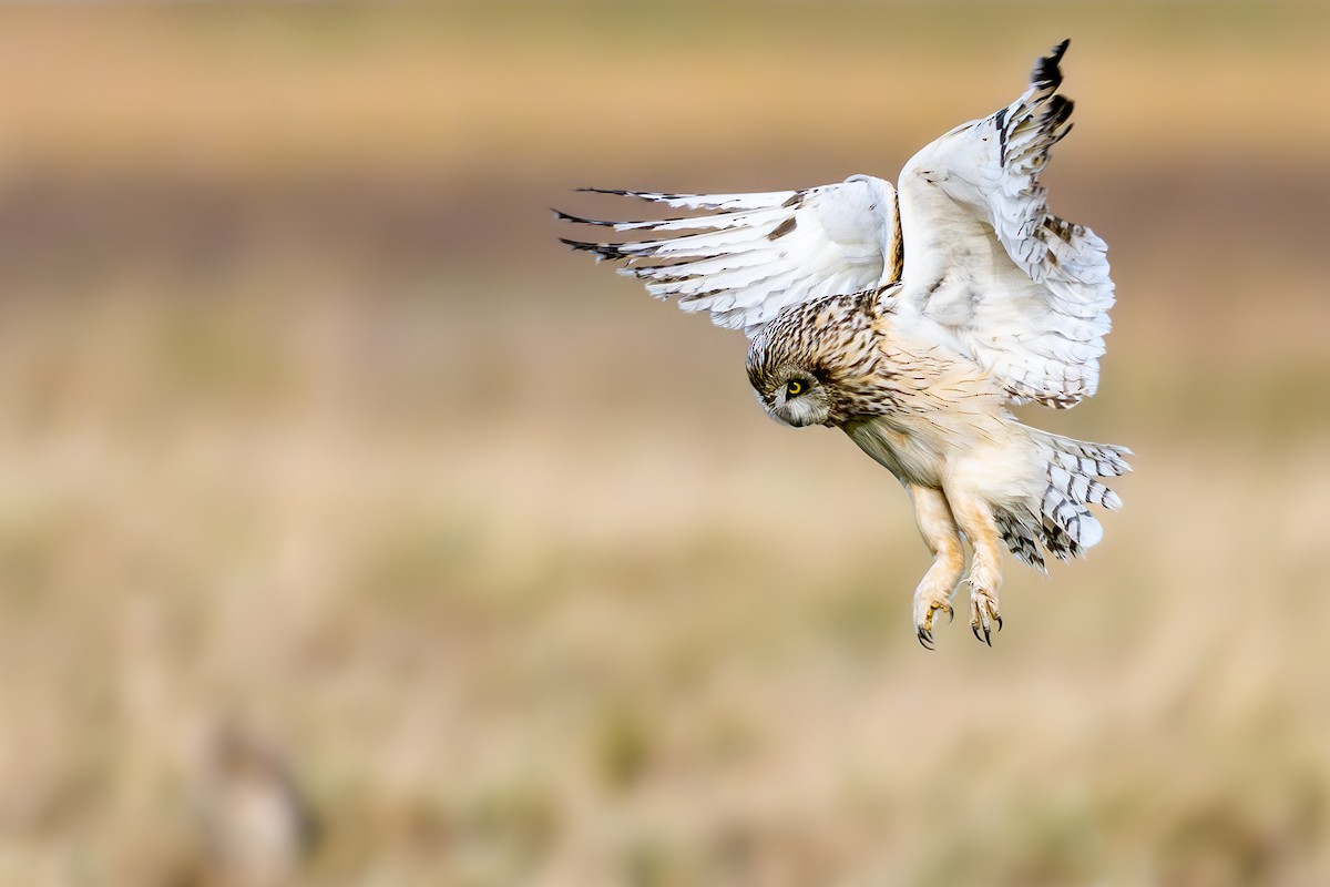 Short-eared Owl - ML649684206