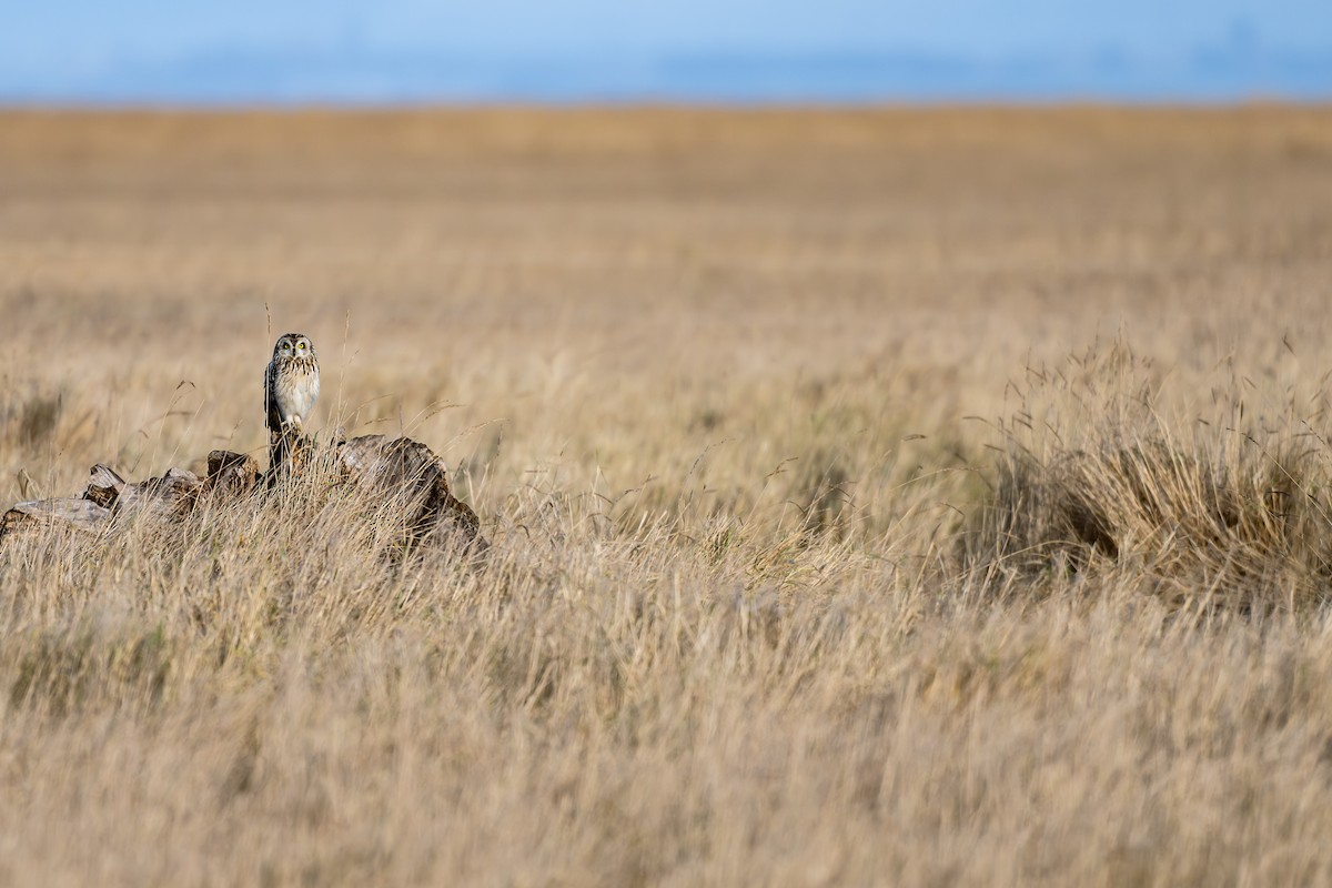 Short-eared Owl - ML649684214