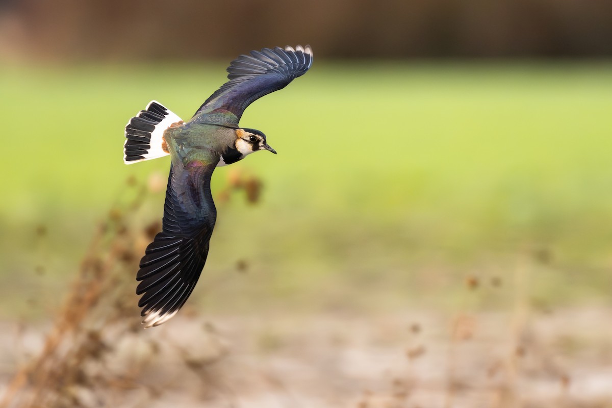 Northern Lapwing - ML649684361