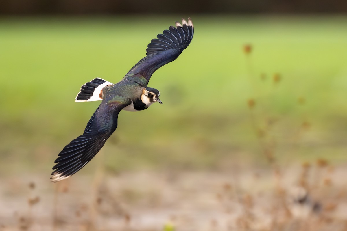 Northern Lapwing - ML649684362