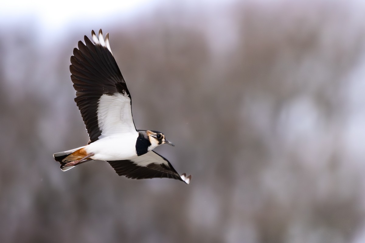 Northern Lapwing - ML649684363