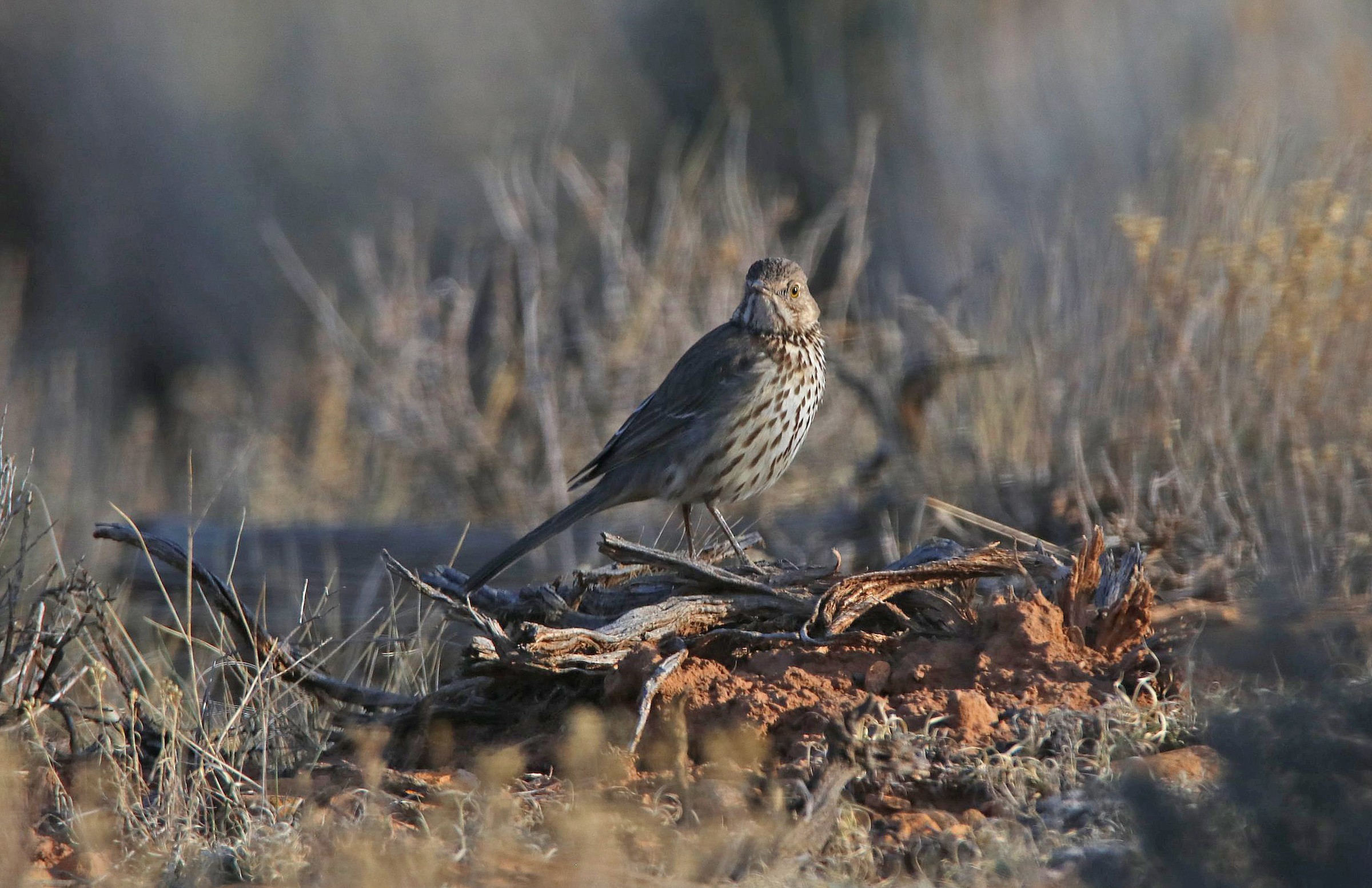 Sage Thrasher